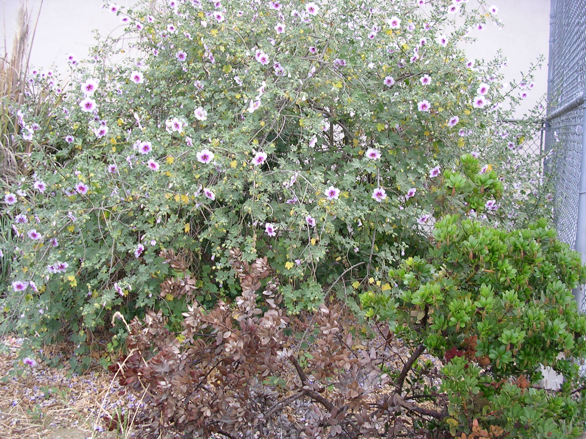 Bush