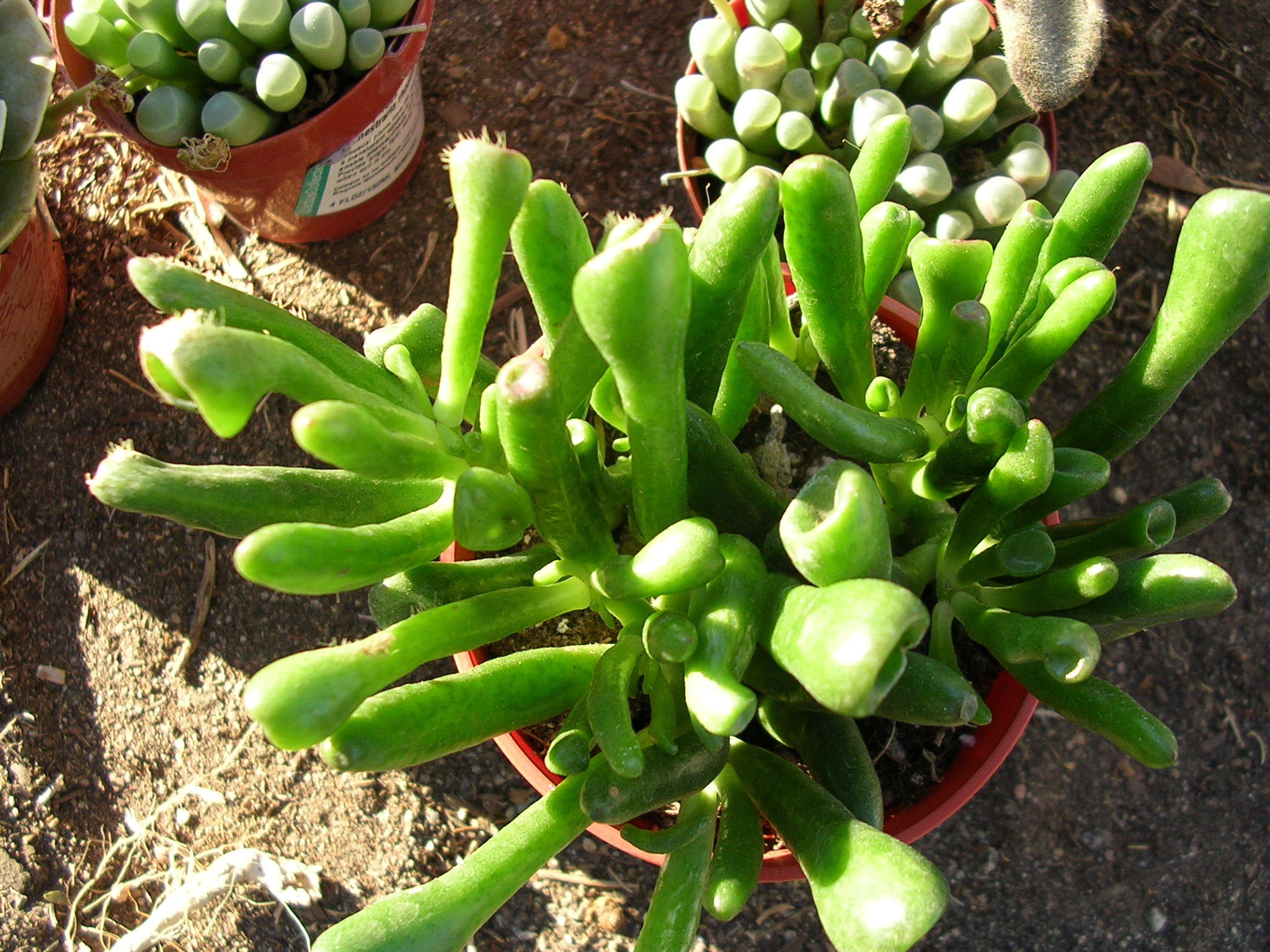 greenfingers