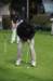 na09_boys_golf_039_small.jpg