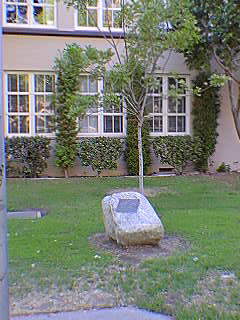 Photo of Tree of the 7 Astronauts