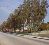 Hillrose Avenue